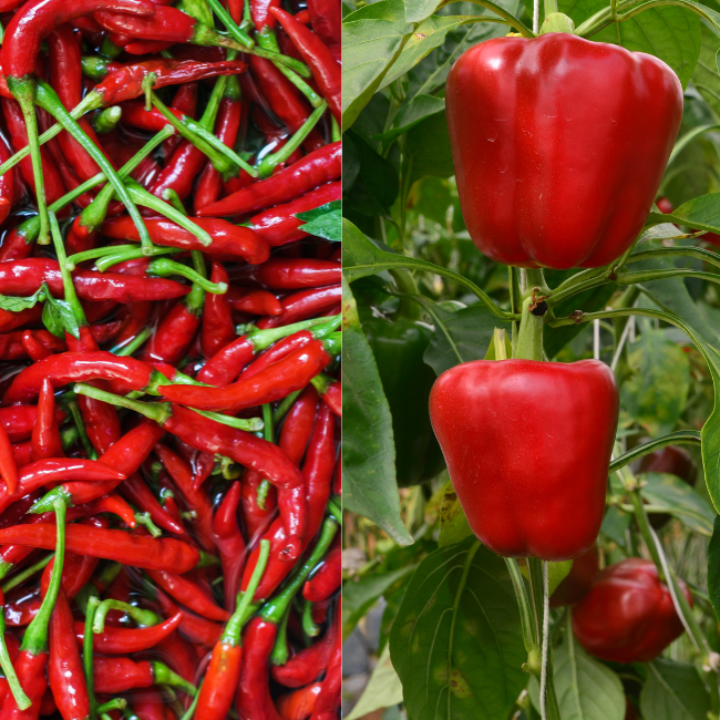 How To Grow Peppers From Seed In Ireland Bell & Chilli Peppers
