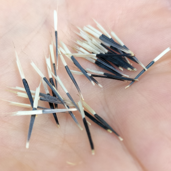 How To Save Flower Seeds In Ireland Easy & Popular varieties Seeds