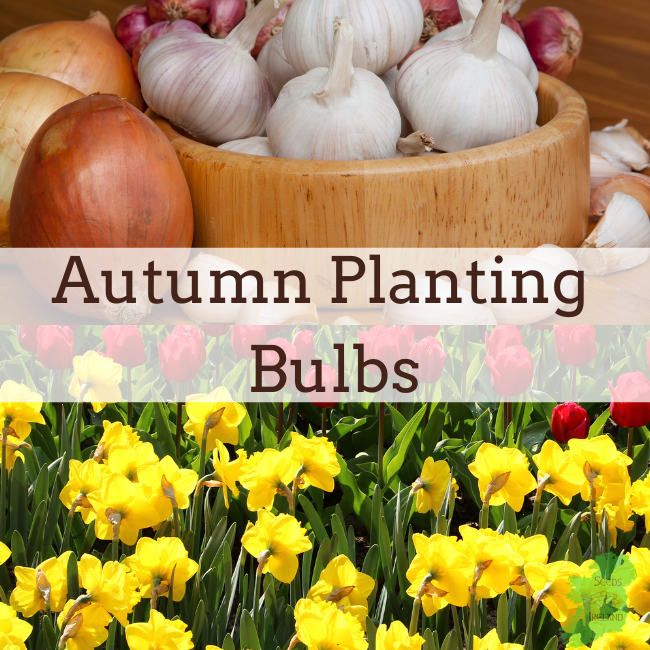 Autumn Planting Bulbs Ireland For Spring Flowering Onions & Garlic