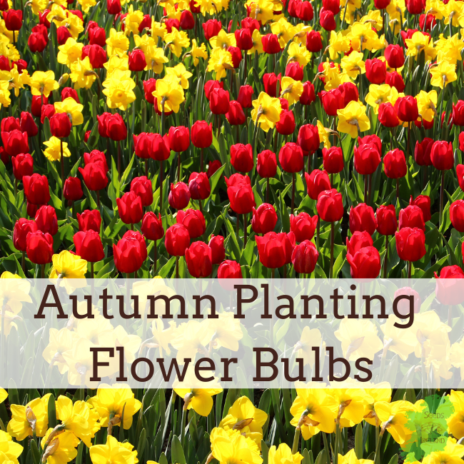 Autumn Planting Flower Bulbs Ireland Small Packs Bulk Packs