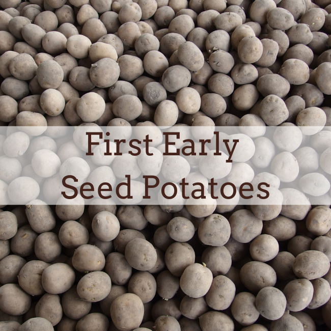 First Early Seed Potatoes Earlies Seeds Ireland Spring Planting