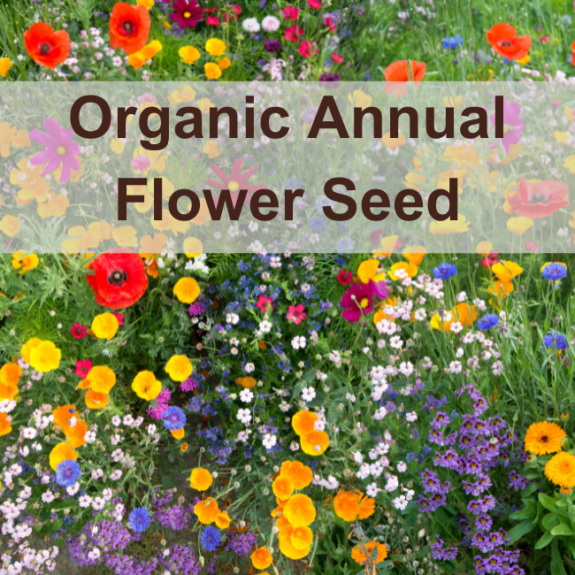 Annual Flower Seed Seeds Ireland Organic & Open Pollinated