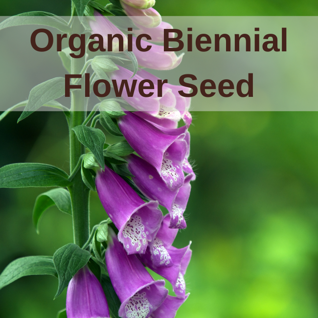 Organic Biennial Flower Seed Seeds Ireland OpenPollinated