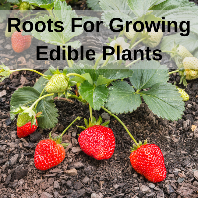 Plant Roots Asparagus Roots Rhubarb Strawberry Seeds Ireland