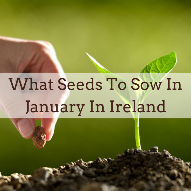 What Seed To Sow In January In Ireland Seed For January Planting