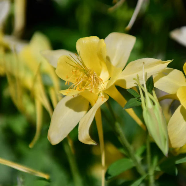 AQUILEGIA Yellow