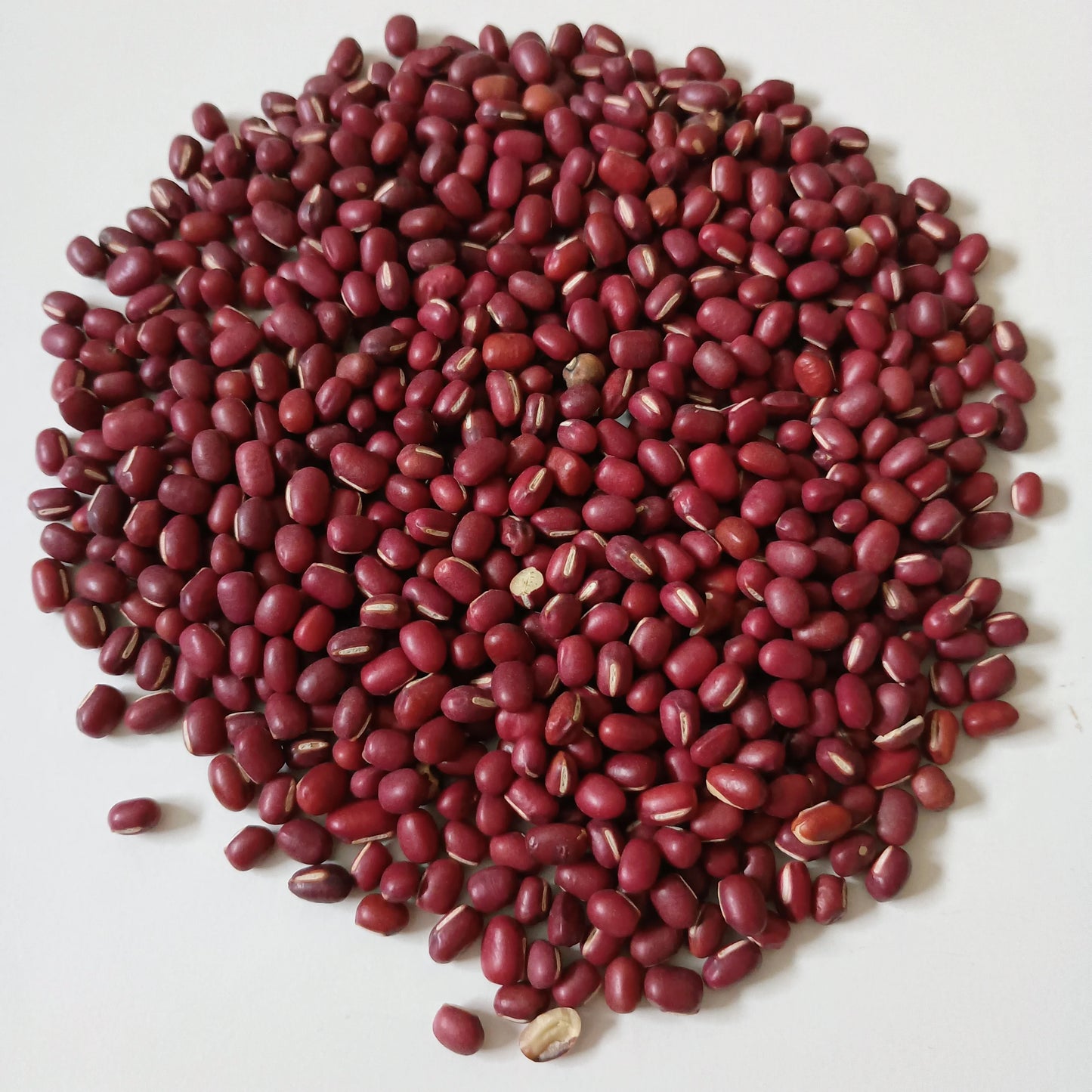 Organic Sprouting Seed: Adzuki Bean