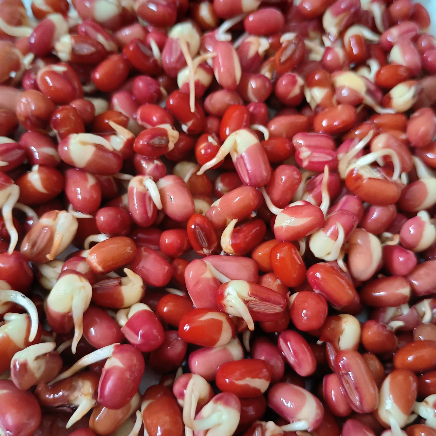 Organic Sprouting Seed: Adzuki Bean