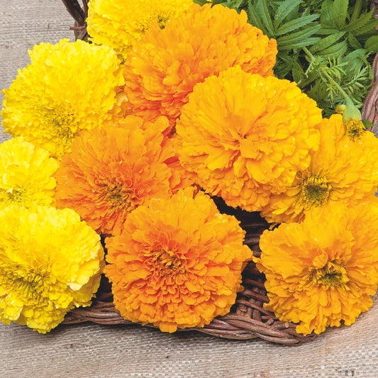 African Marigold: Sunset Giants Mixed Organic Seed