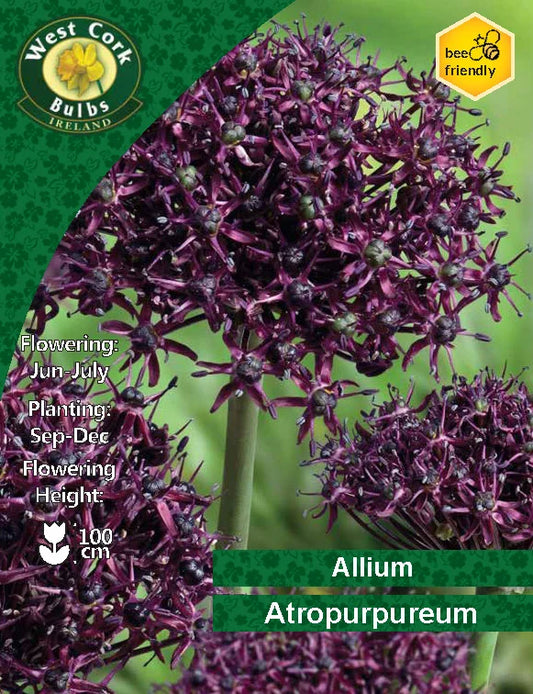 Alliumzwiebeln: Atropurpureum