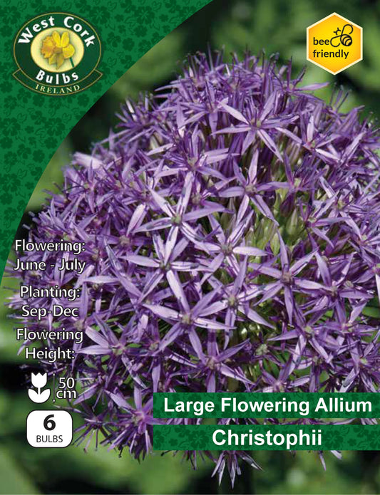 Allium Bulbs: Christophii
