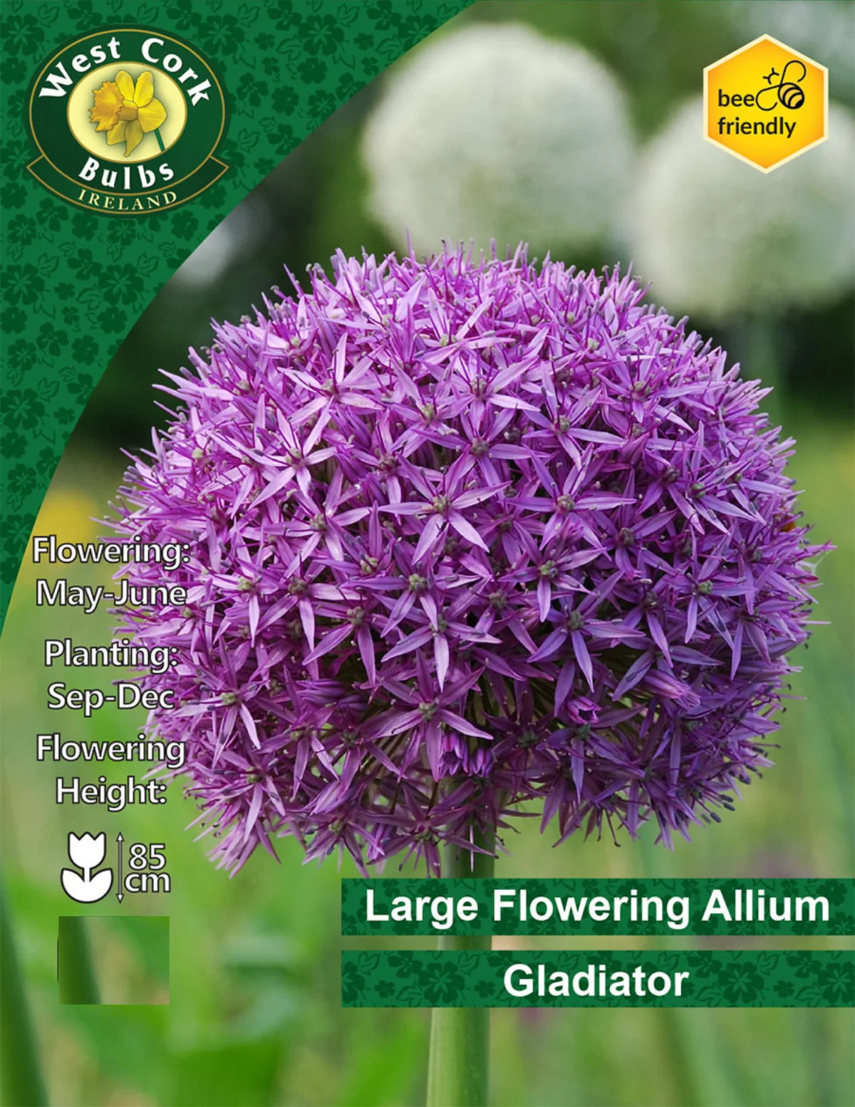 Allium Gladiator Bulbs Ireland Small Packs & Bulk Available Seeds