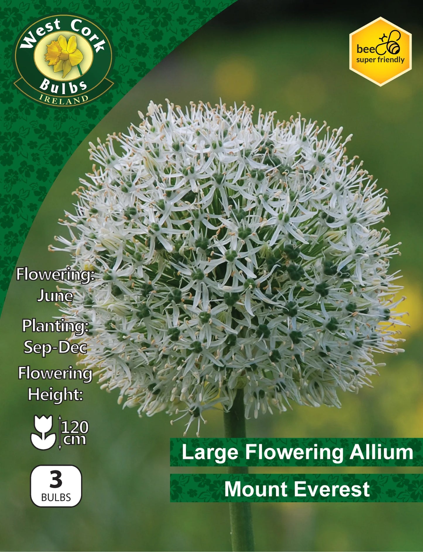 Allium Bulbs: Mount Everest