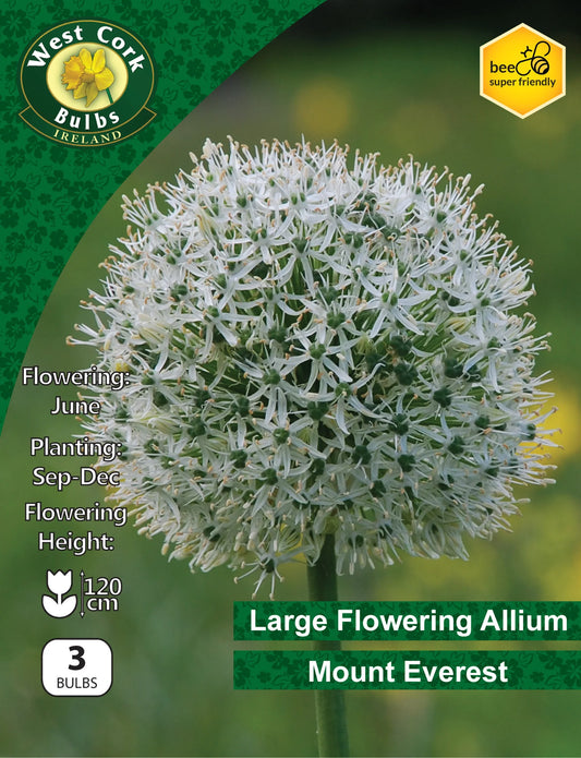 Allium Bulbs: Mount Everest