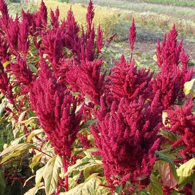 Amaranth: Prince's Feather Organic Seed