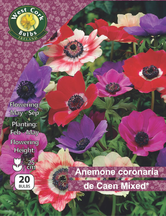 Anemone coronaria de Caen Mixed Bulbs