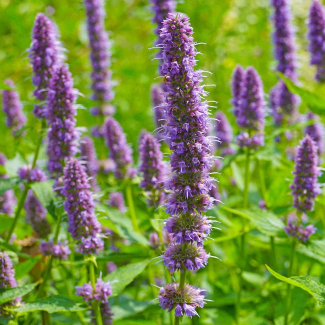 Anise Hyssop Organic Seed