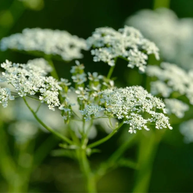 Anise Square 2