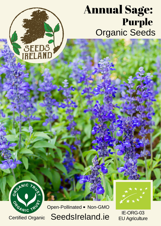 Annual Sage: Purple Organic Seed