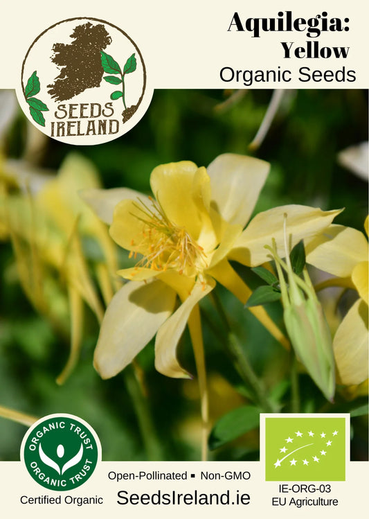 Aquilegia: Yellow Organic Seed