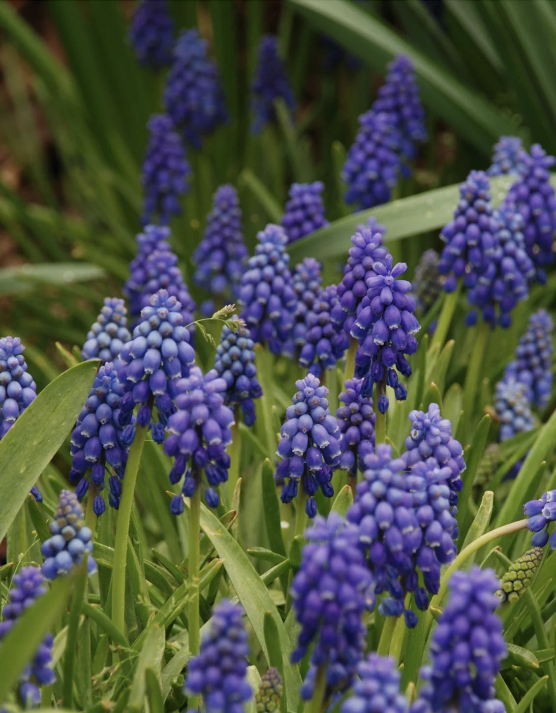 Armeniacium Muscari