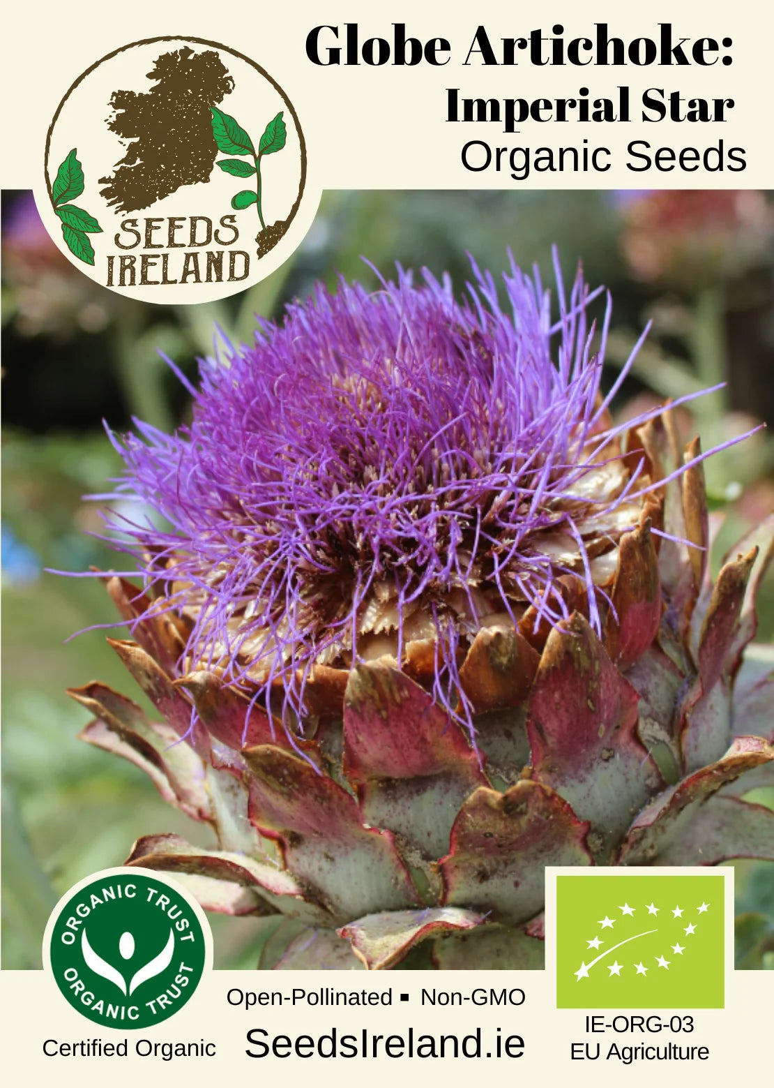 Globe Artichoke: Imperial Star Organic Seed