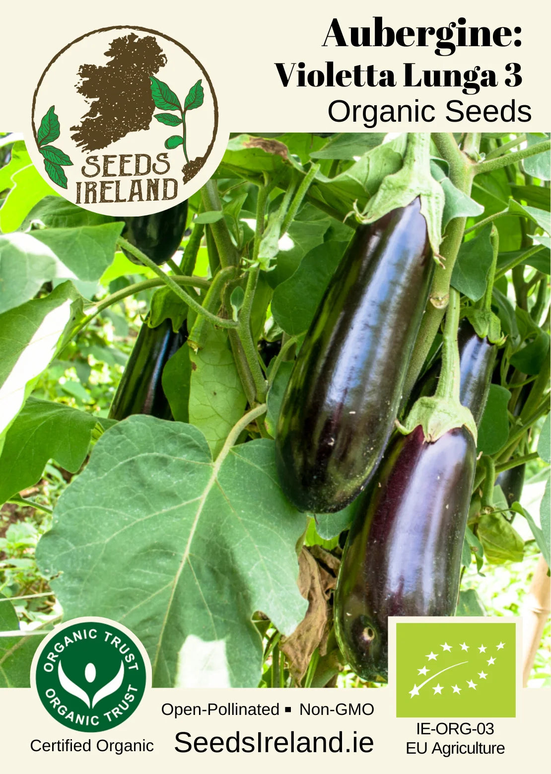 Aubergine: Violetta Lunga 3 Organic Seed