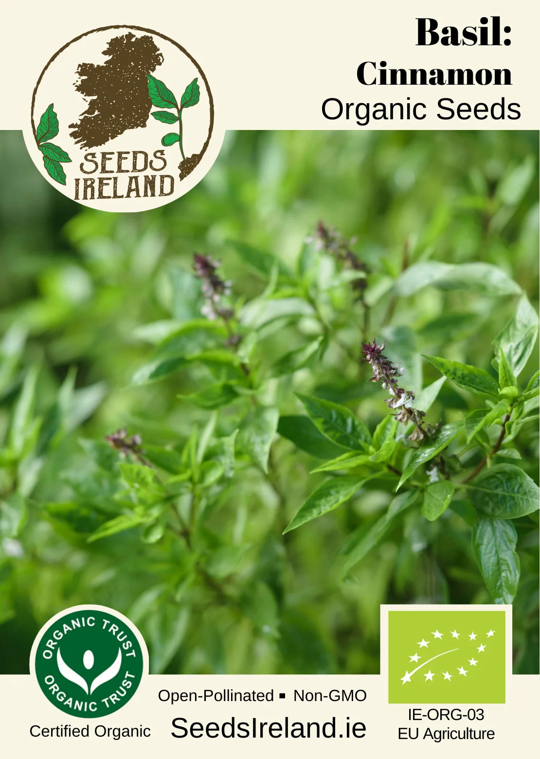 Basil: Cinnamon Organic Seed