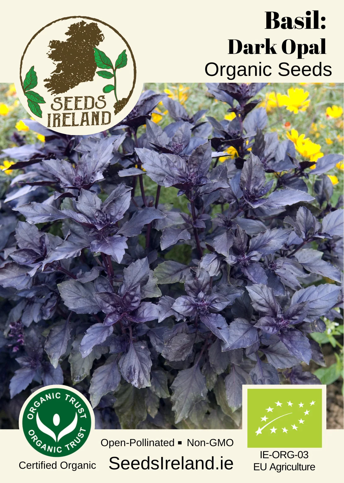 Basil: Dark Opal Organic Seed