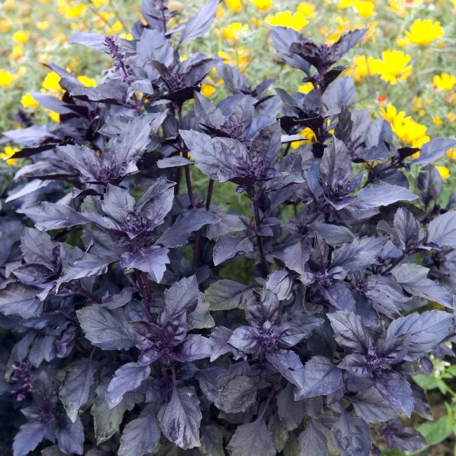 Organic Dark Opal Basil Seeds Ireland Red Basil Herb Garden Seed