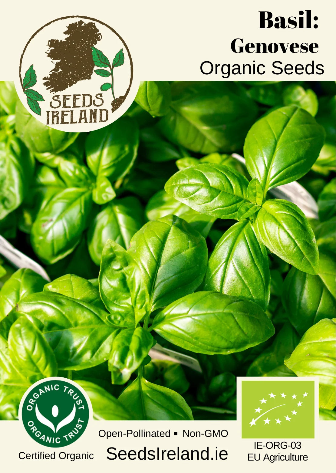 Basil: Genovese Organic Seed