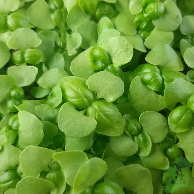 Organic Microgreen Seed Basil