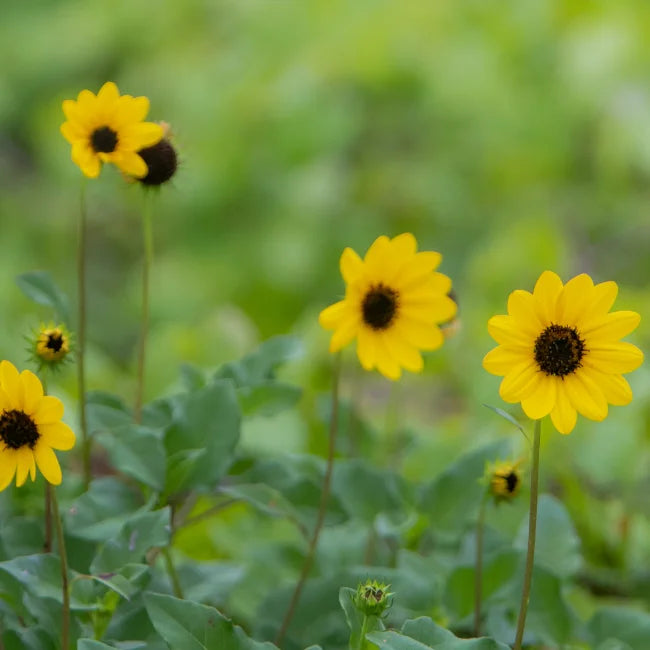 Beach Sunflower