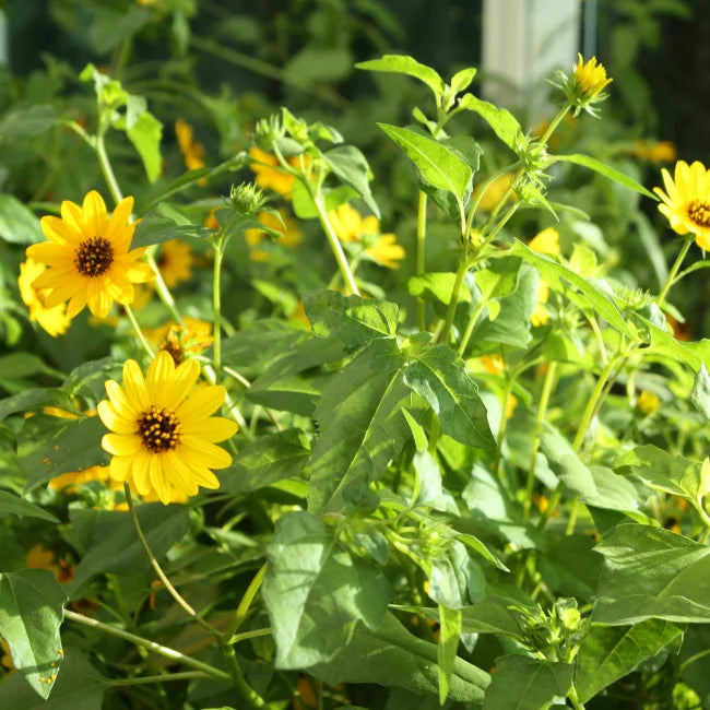 Beach Sunflower