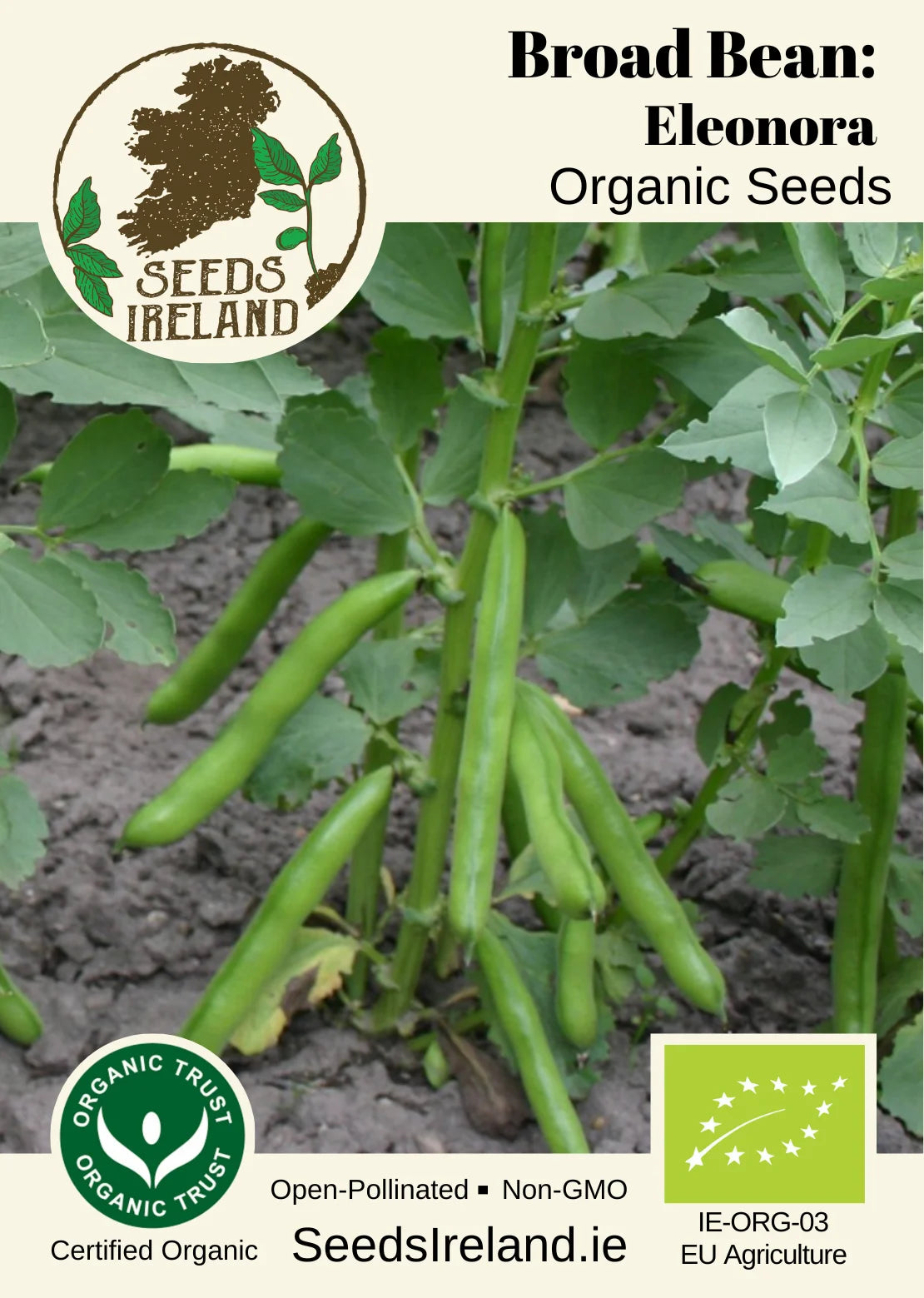 Broad Bean: Eleonora Organic Seed