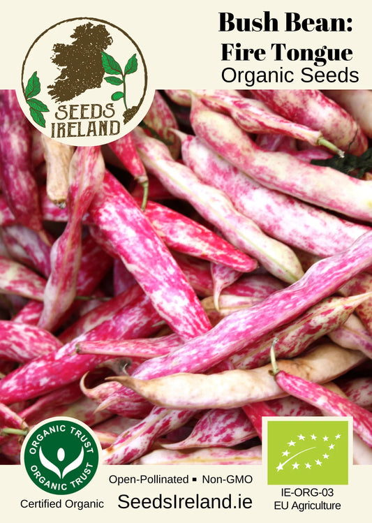 Bush Bean: Fire Tongue Organic Seed