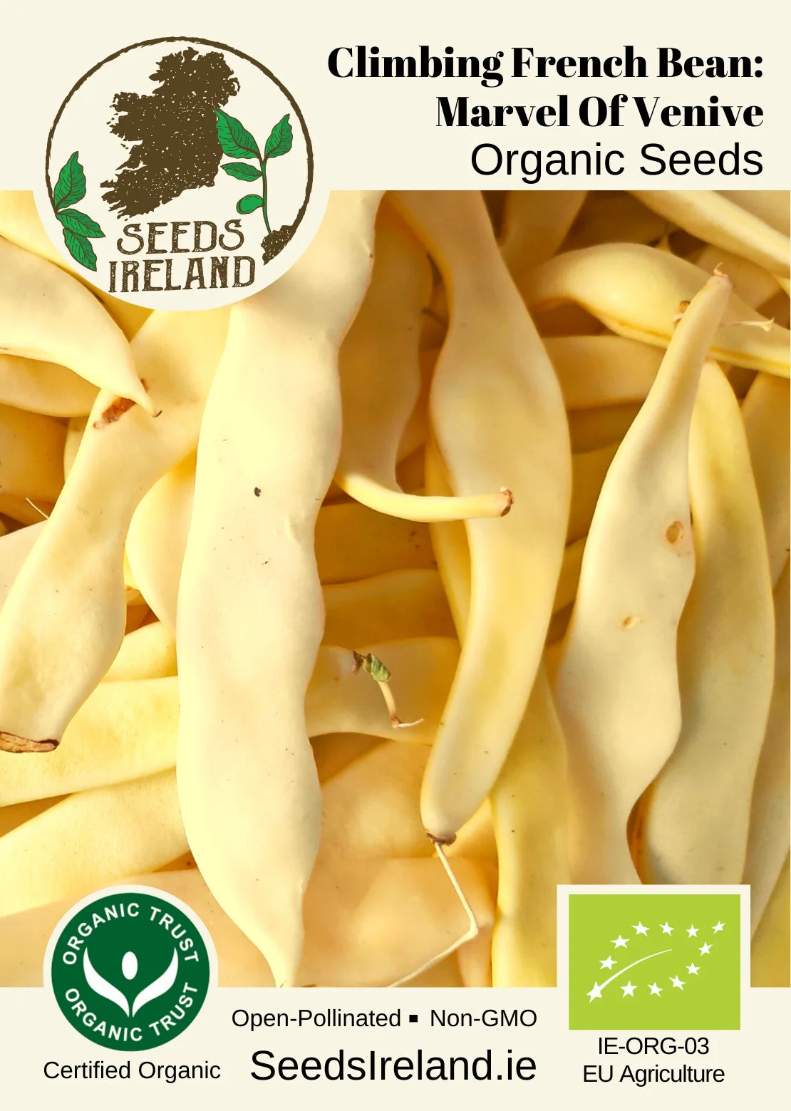 Climbing French Bean: Marvel of Venice Organic Seed