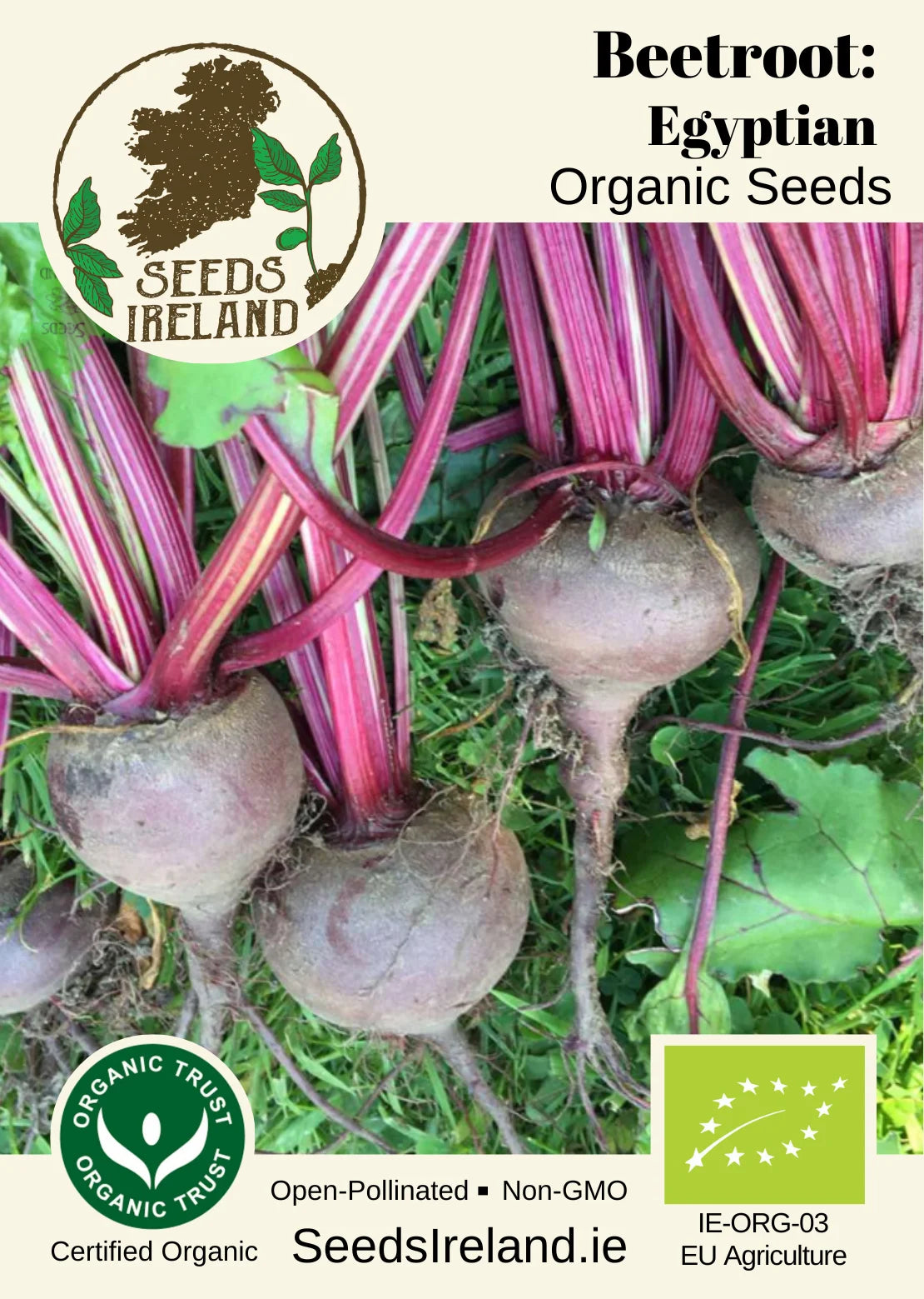 Beetroot: Egyptian Organic Seed