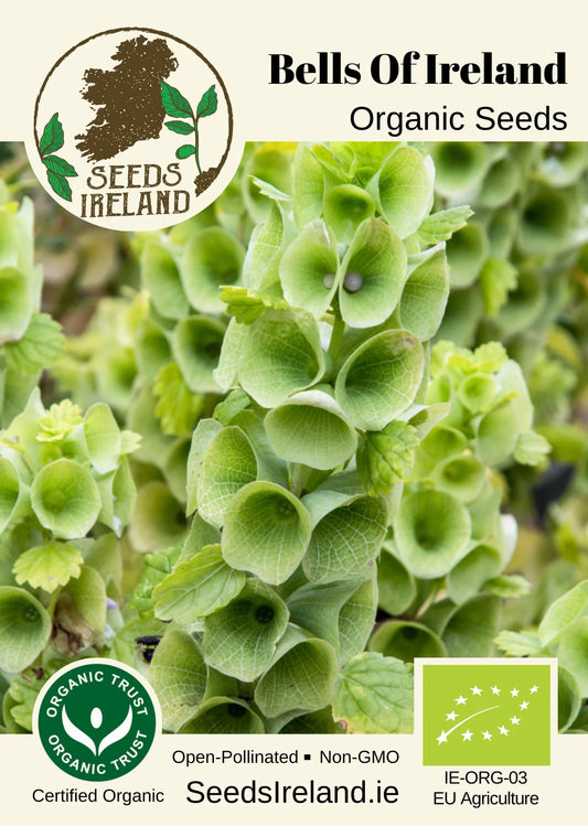 Bells Of Ireland Organic Seed