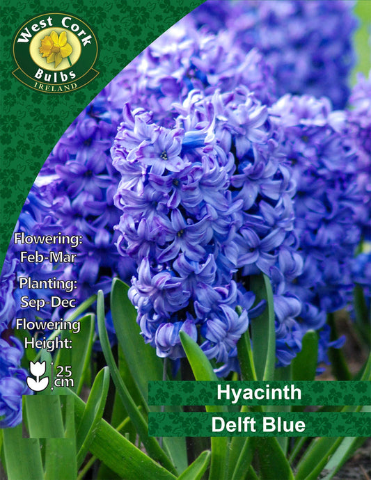 Blue Hyacinth