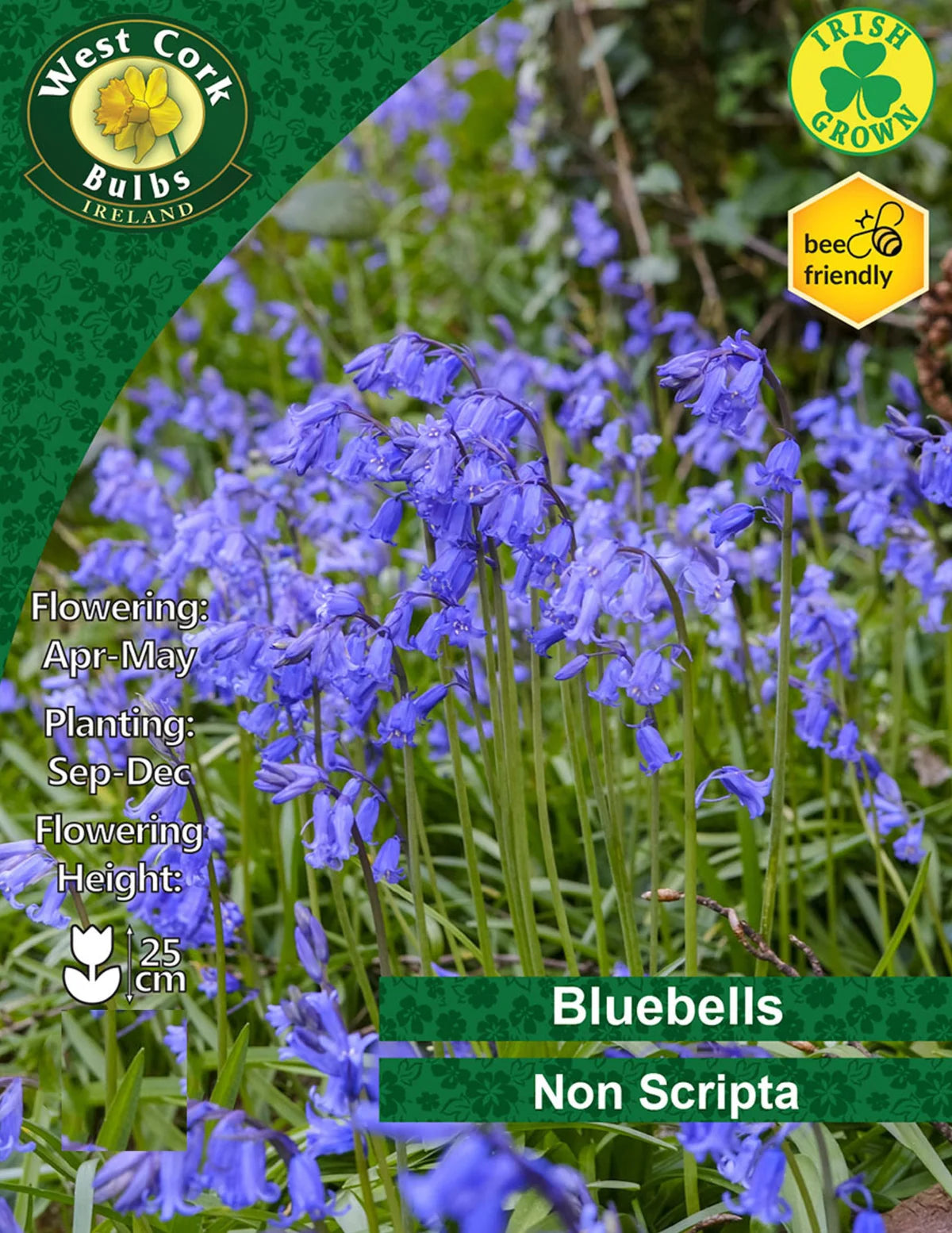 Bluebell Bulbs Ireland Small Packs & Bulk Available Seeds Ireland