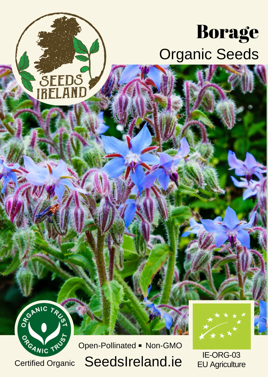 Borage Organic Seed