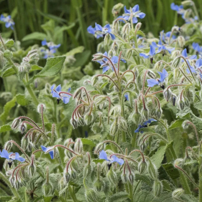 Borage Square 2