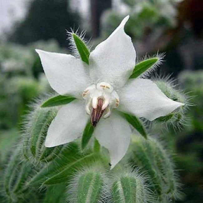 Borage White 2