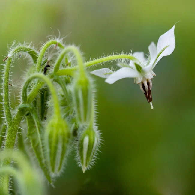 Borage White