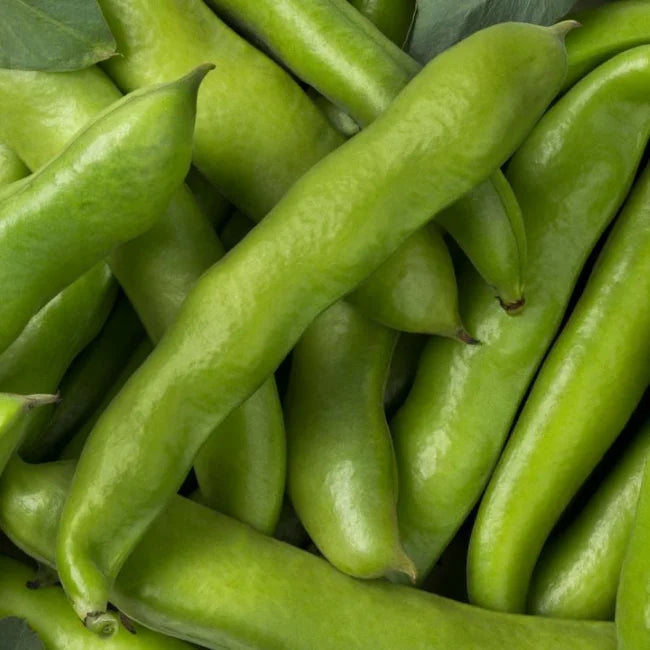 Bio Broadbean Ratio Seeds Irland