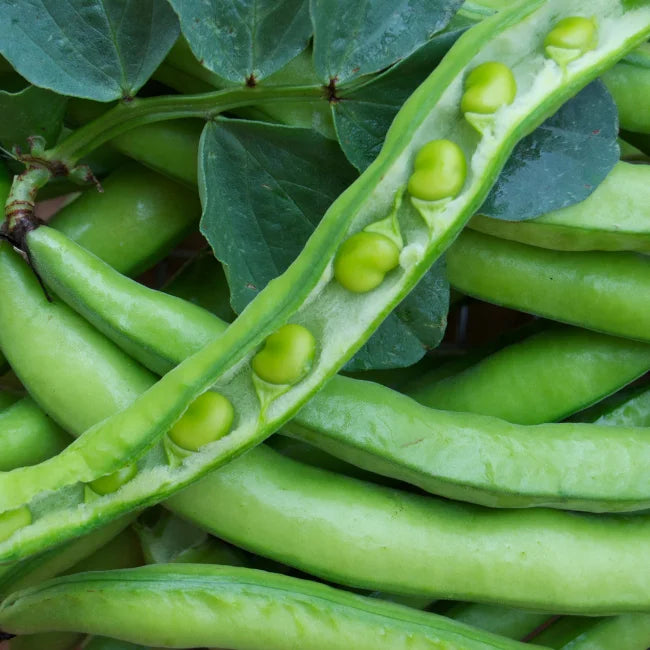 Broad Bean Super agua dulce