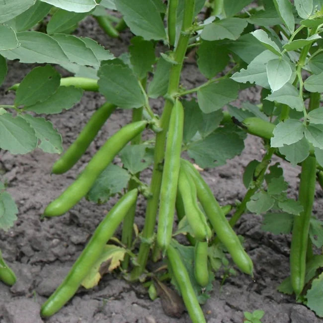 Broadbean Eleonora