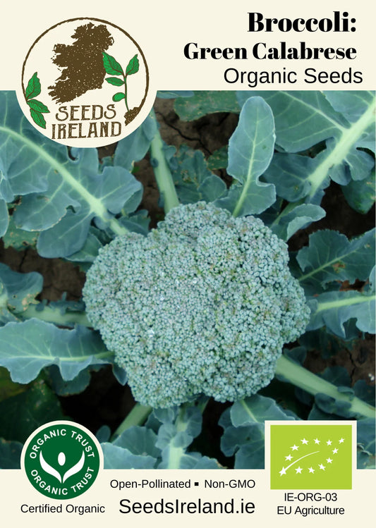 Broccoli: Green Calabrese Organic Seed