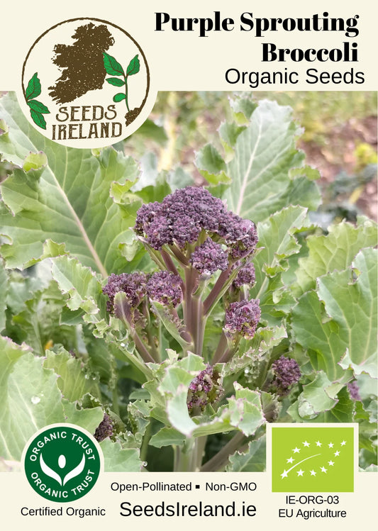 Broccoli: Purple Sprouting Organic Seed